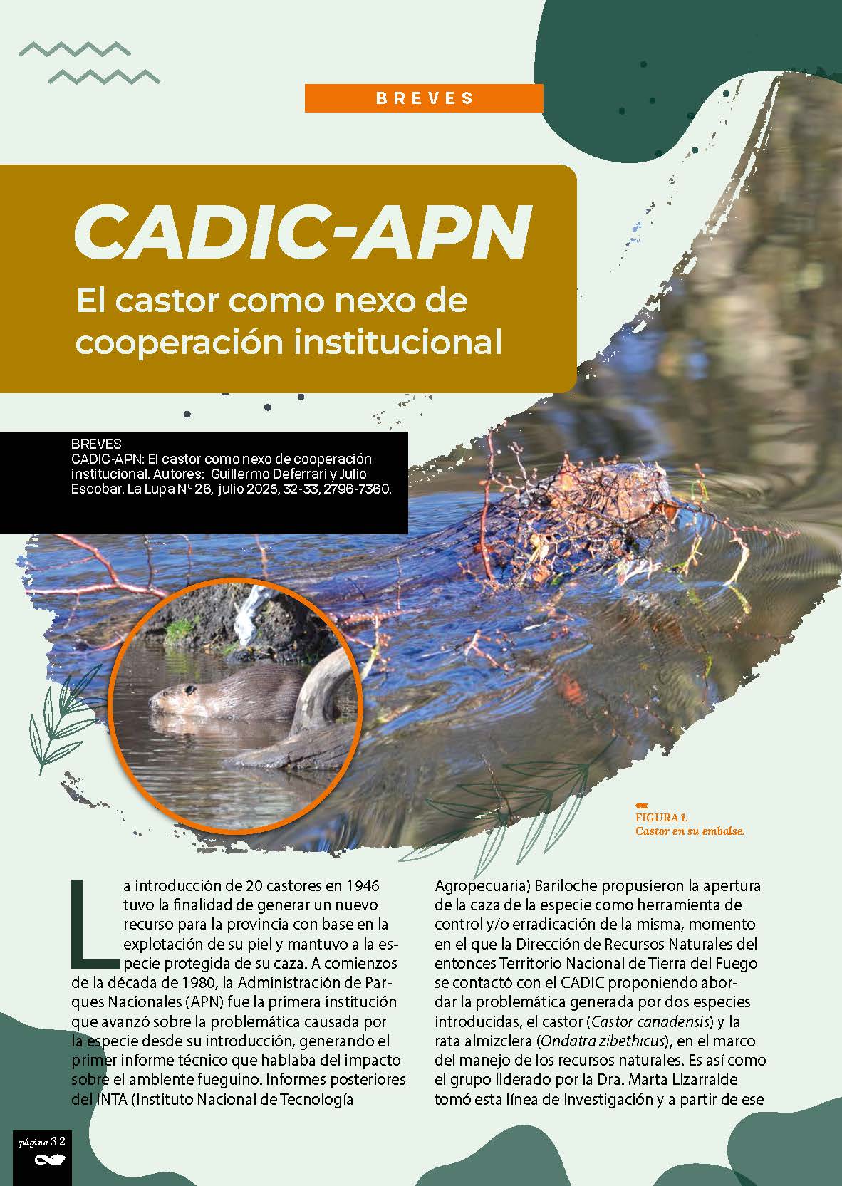 Castor en su embalse