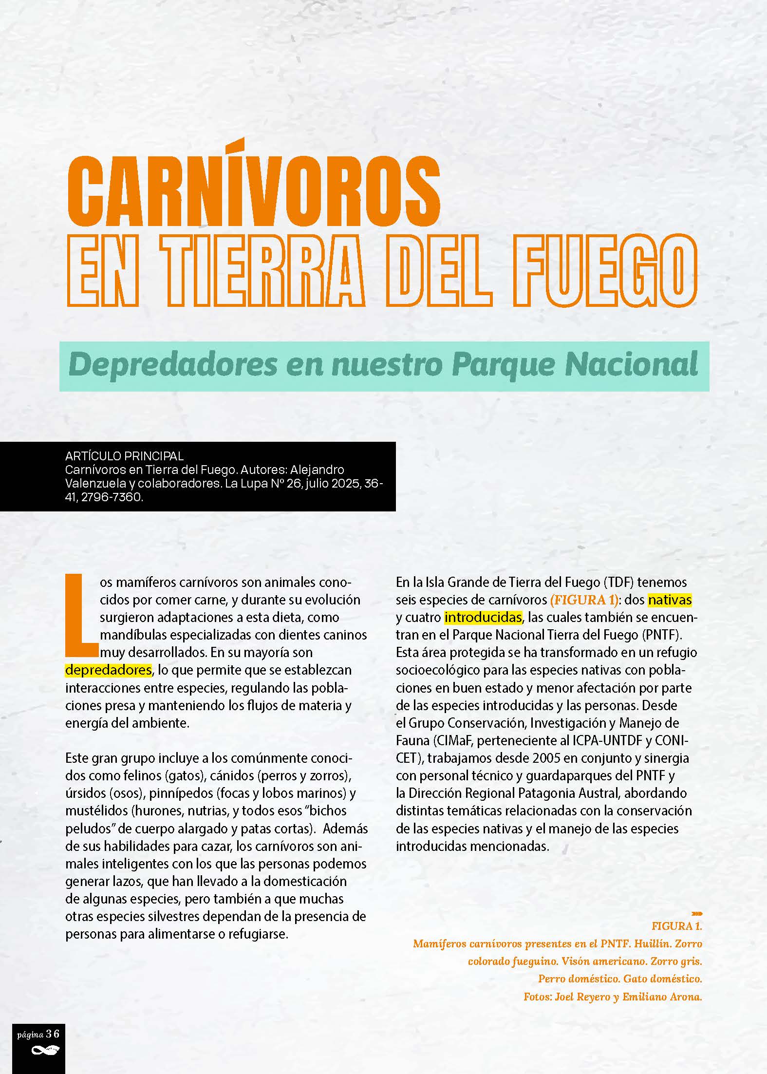 Carnívoros en Tierra del Fuego