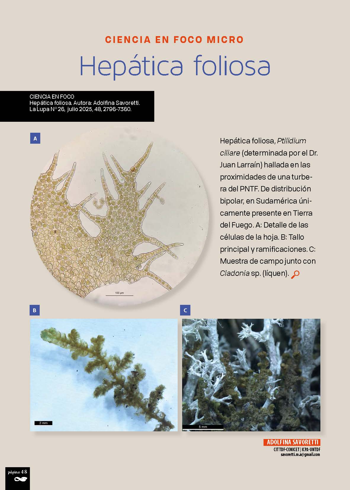 Hepática foliosa