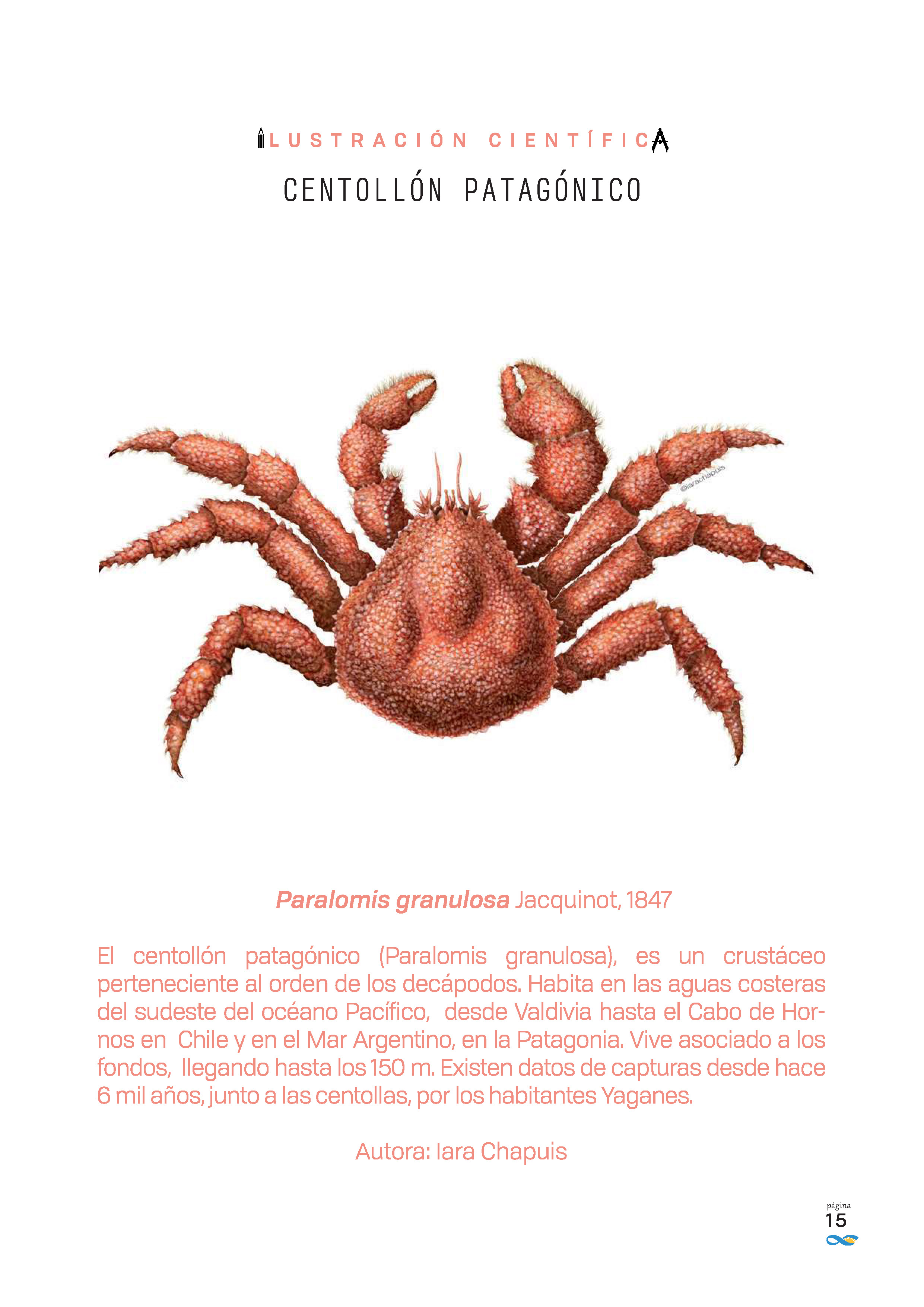 Centollón patagónico, Paralomis granulosa Jacquinot, 1847