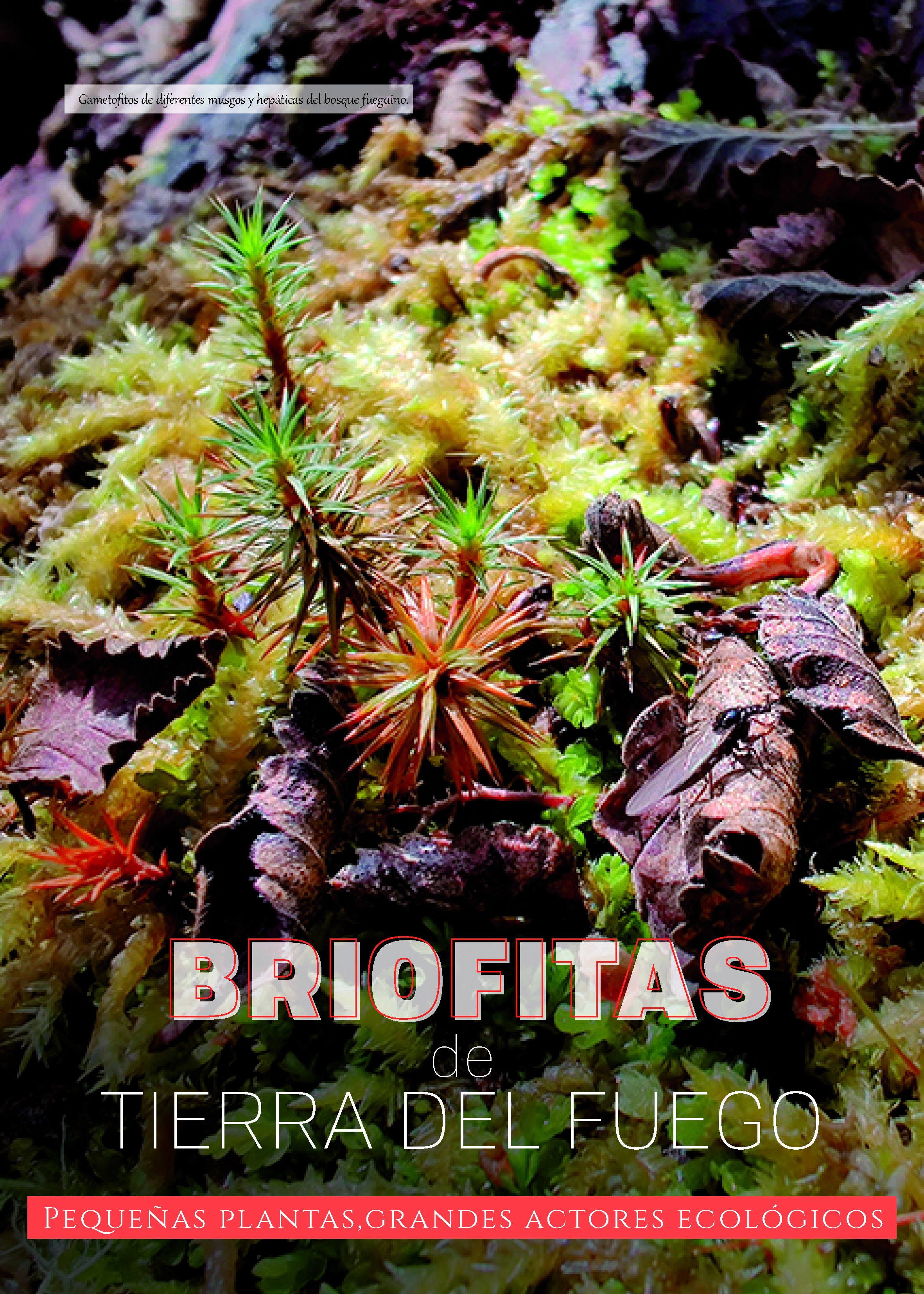 Gametofitos de diferentes musgos y hepáticas del bosque fueguino.