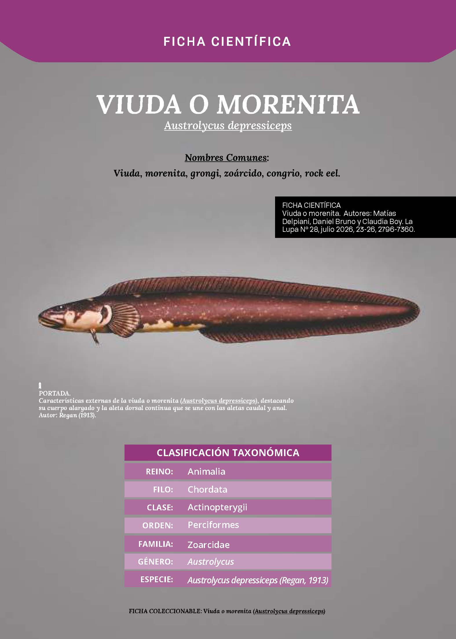 Viuda o morenita