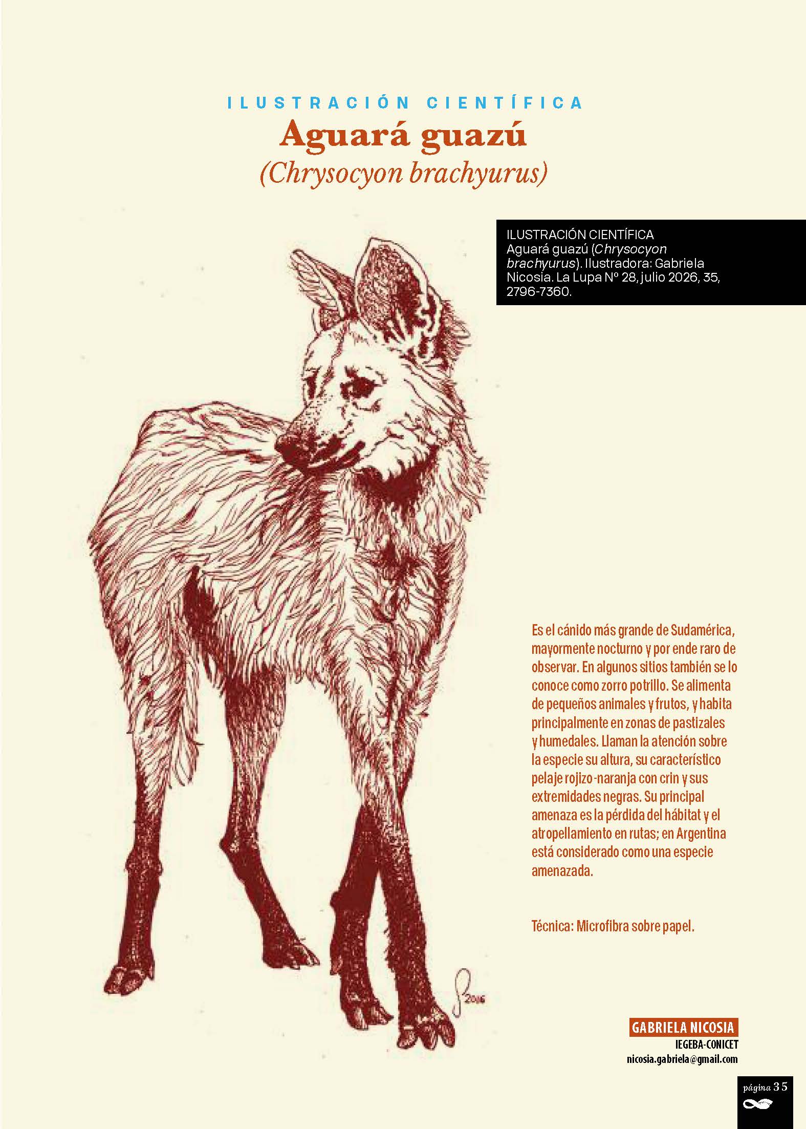 Aguará guazú (Chrysocyon brachyurus)
