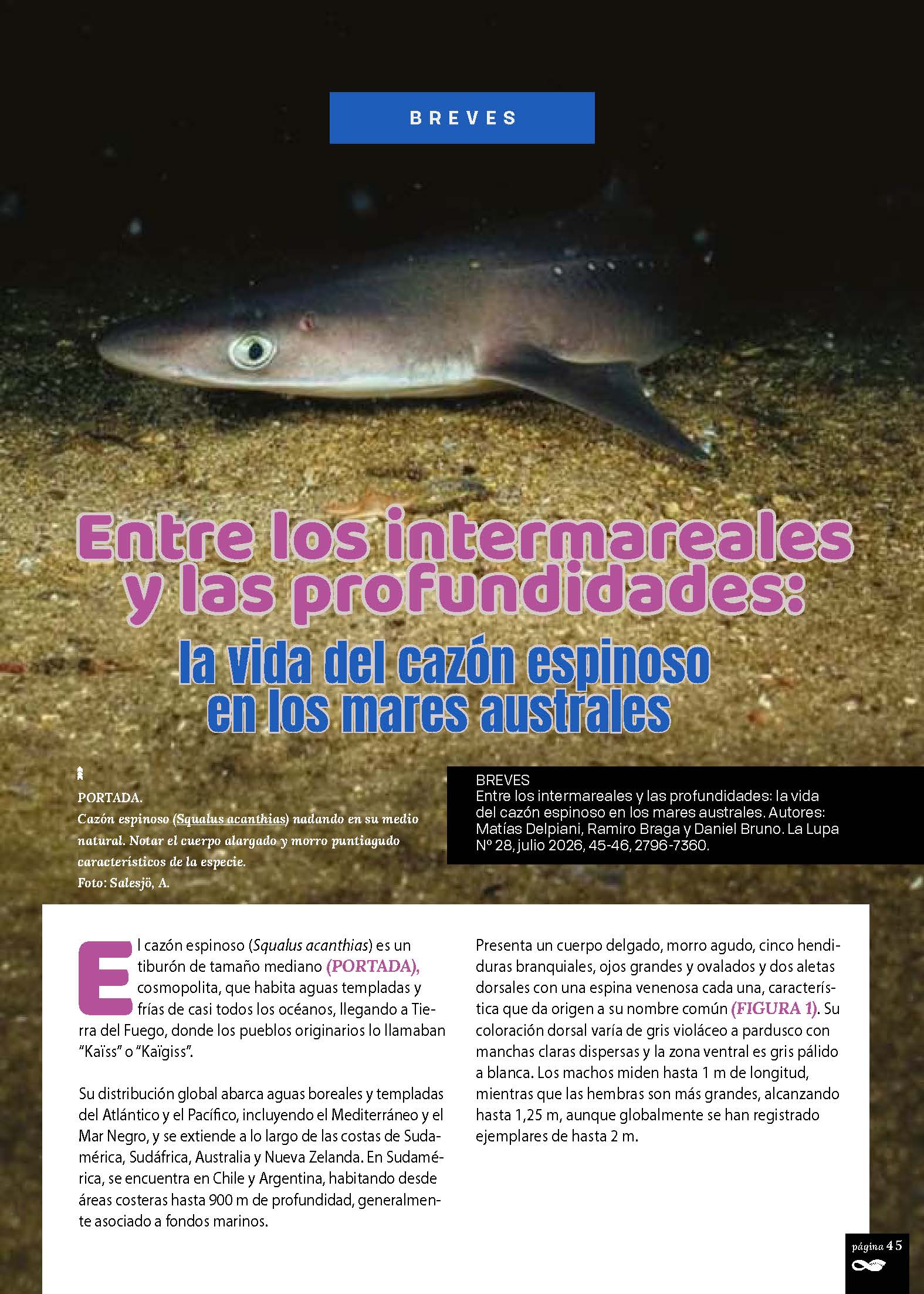 Entre los intermareales y las profundidades: la vida del cazón espinoso en los mares australes