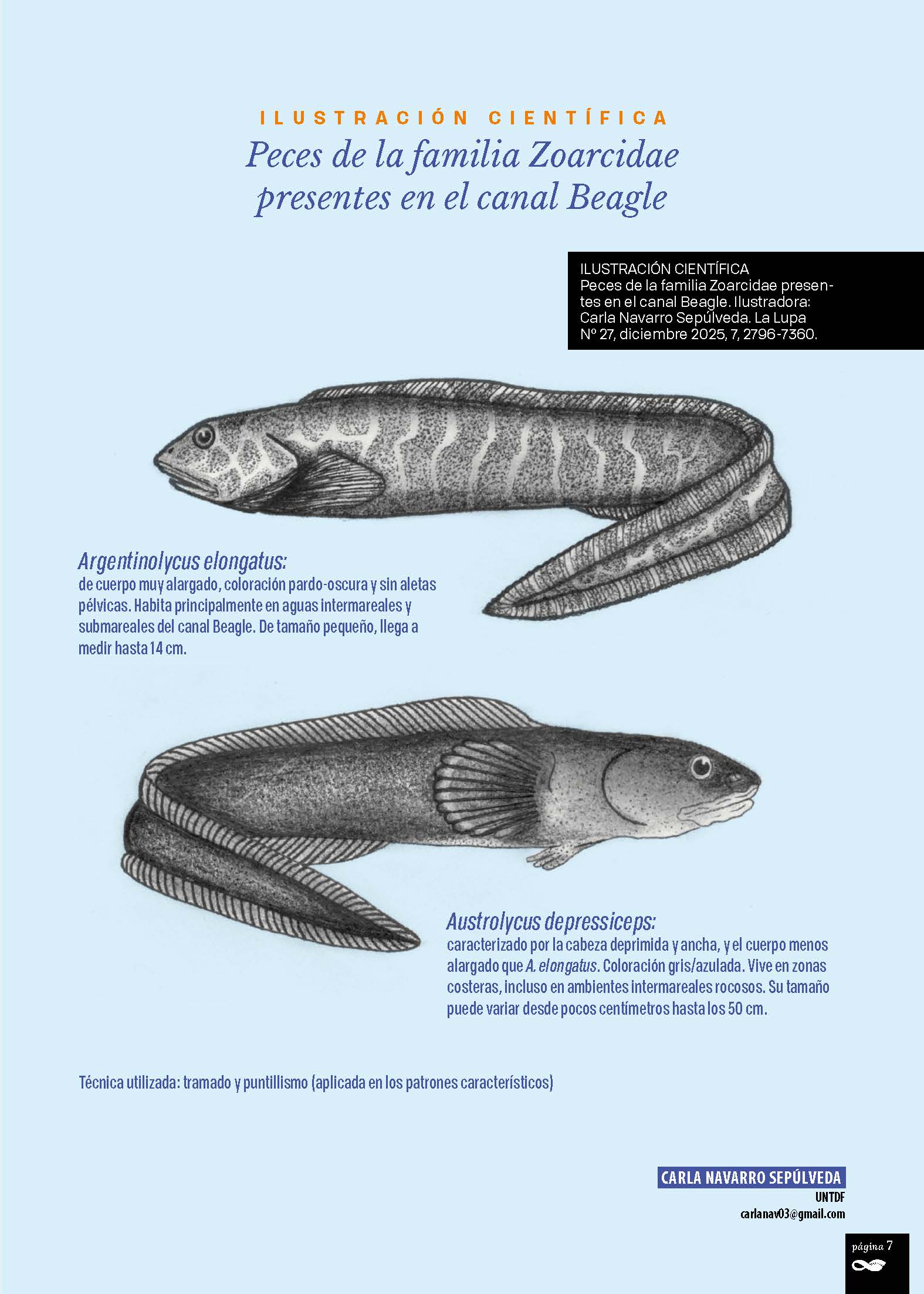 Peces de la familia Zoarcidae