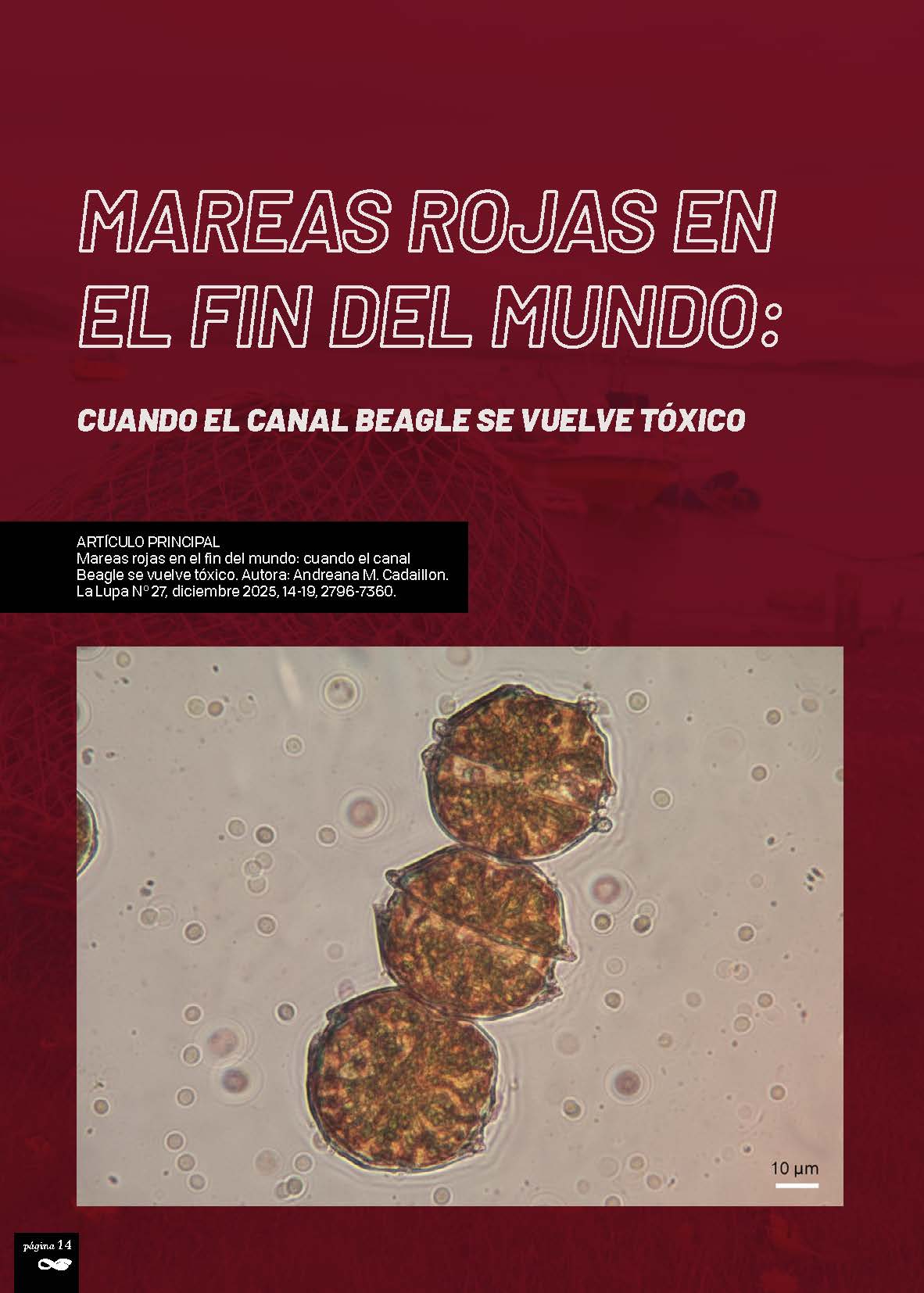 Alexandrium catenella, observado al microscopio