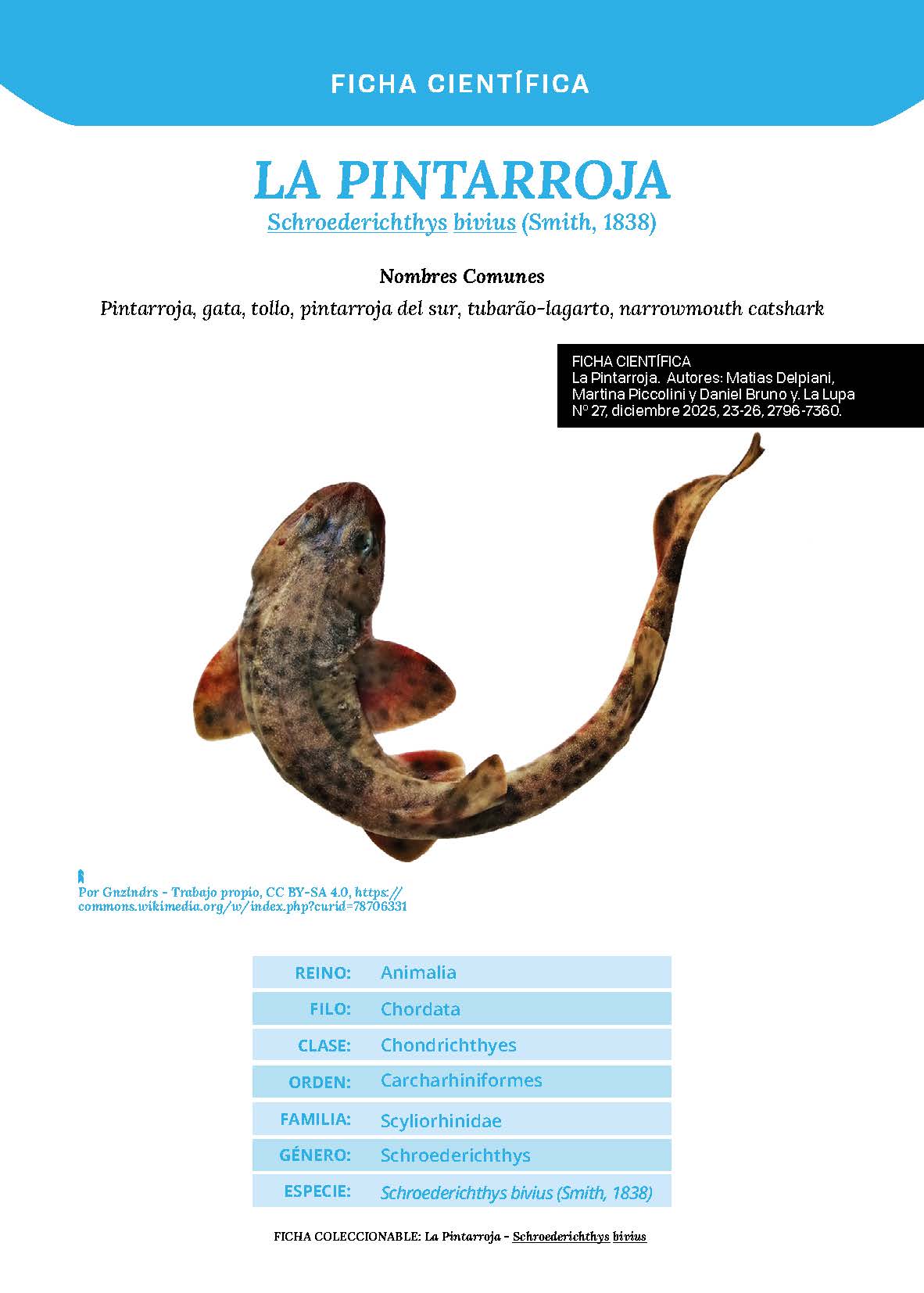 La Pintarroja (Schroederichthys bivius)
