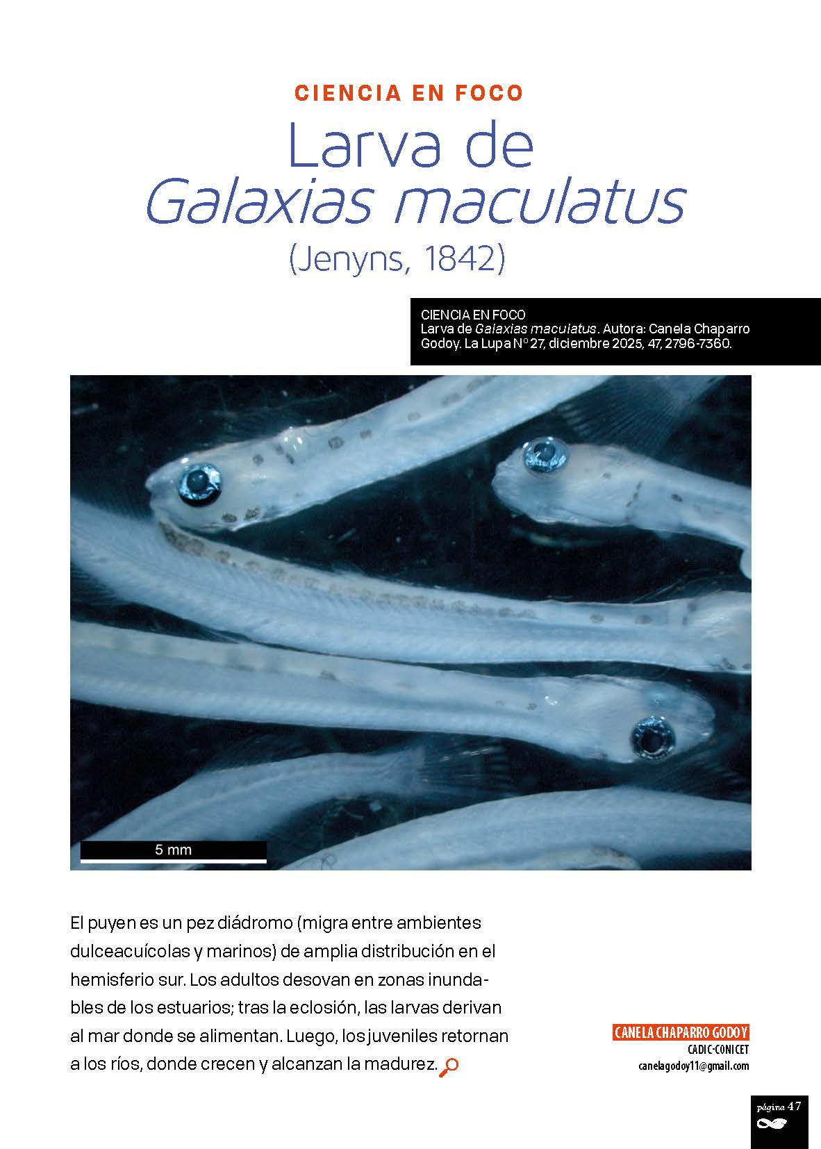 Larva de Galaxias maculatus.